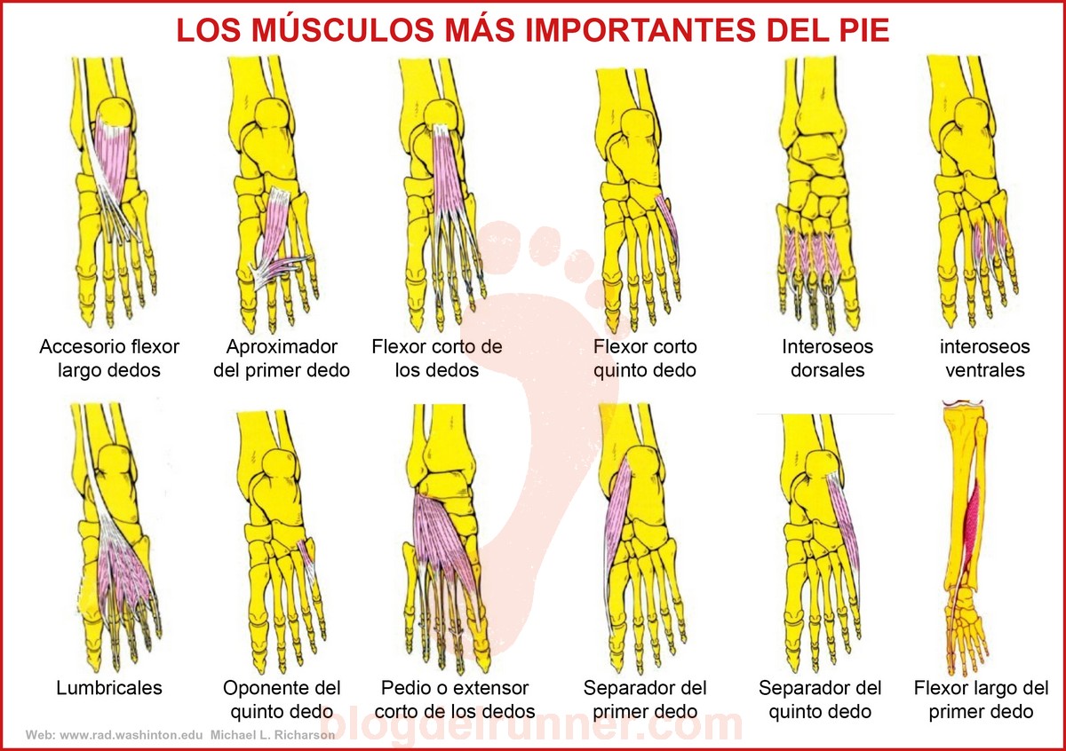 Runner, ¿conoces tus pies? Runner, ¿conoces tus pies?