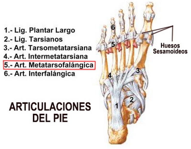 Para Que Sirven Los Huesos Sesamoideos